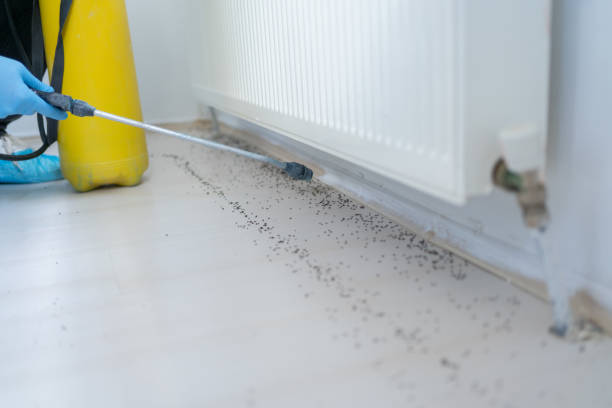 Trusted Carrier Mills, IL Pest Control Experts